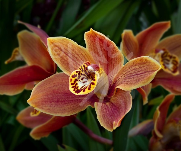 TASMANIA Orchid